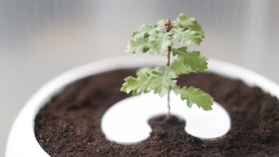Featured image for Instructions: How to plant your Bios Urn® and grow a tree from ashes
